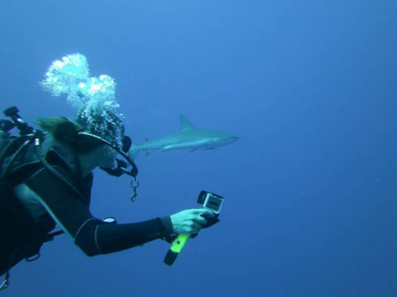 A Ana filma um Caribbean Reef Shark. durante mergulho em Half Moon Wall, perto do Blue Hole, na grande barreira de corais de Belize